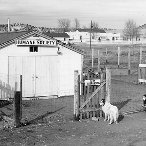 Namaste Home With Our Dogs!